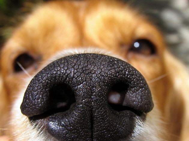 Suns nosis sausa