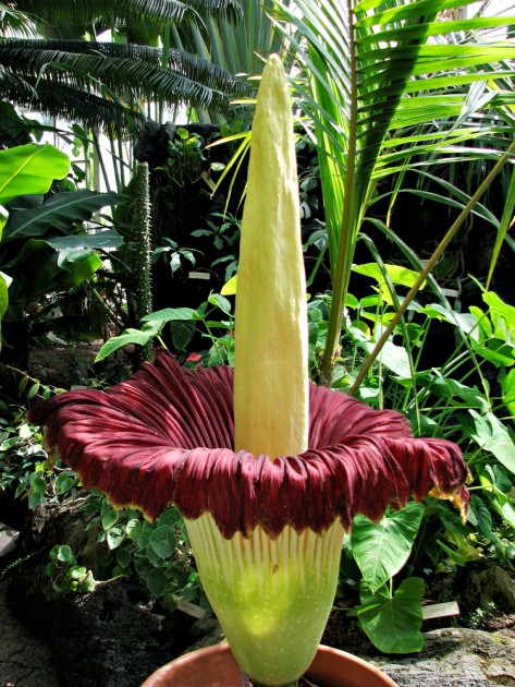Растения-рекордсмены джунглей - Интересное из интернета - Каталог статей -  Biokan